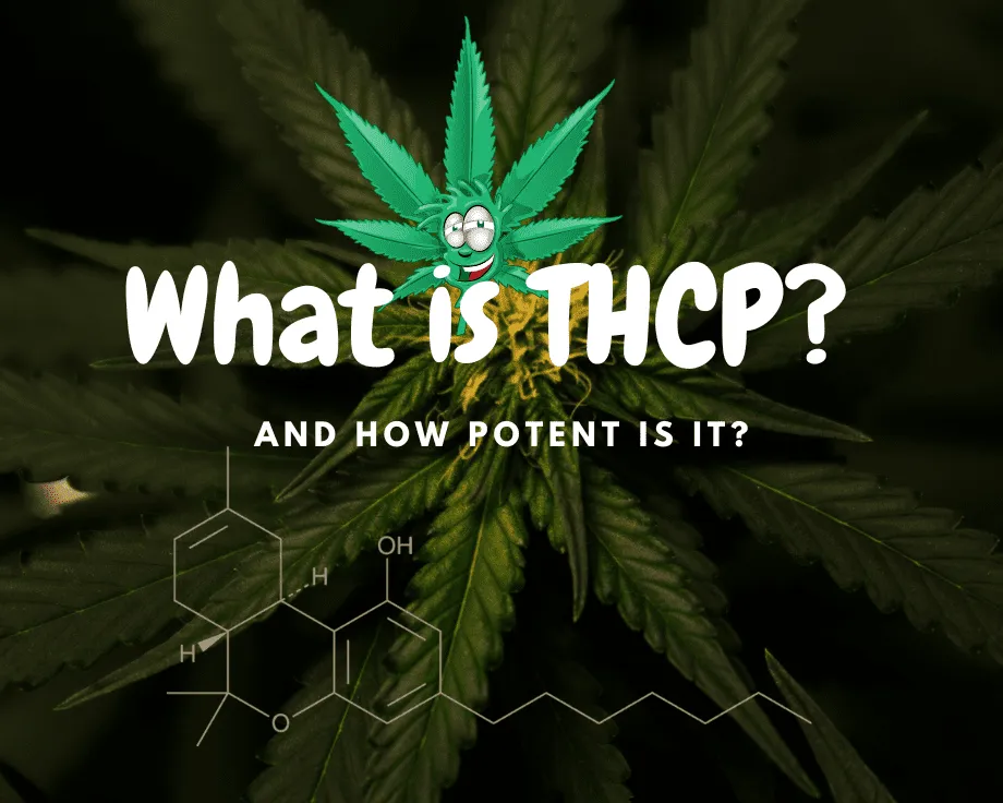 what is thc p
