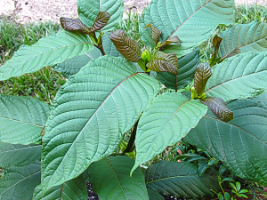 Is It Safe to Buy Maeng Da Kratom Online?